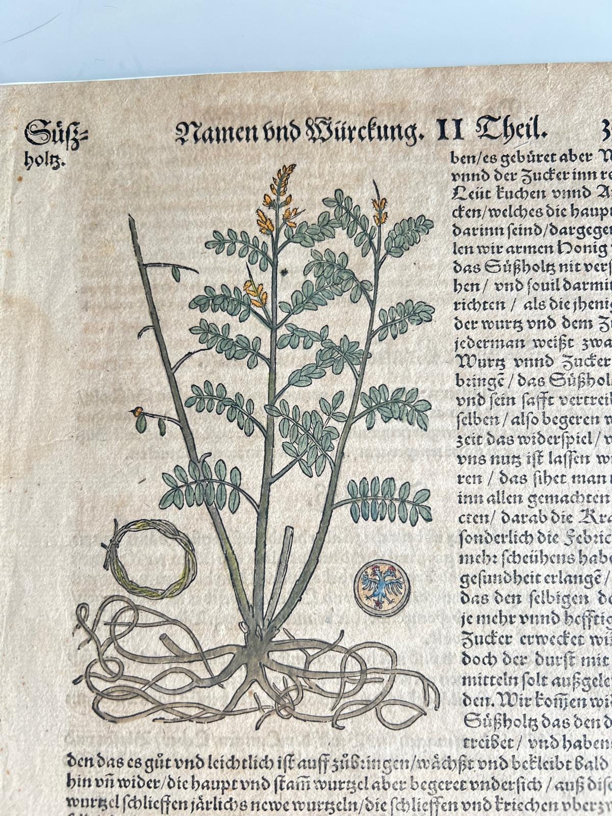 Licorice Herbal Book Page Tabernaemontanus Frankfurt 1588