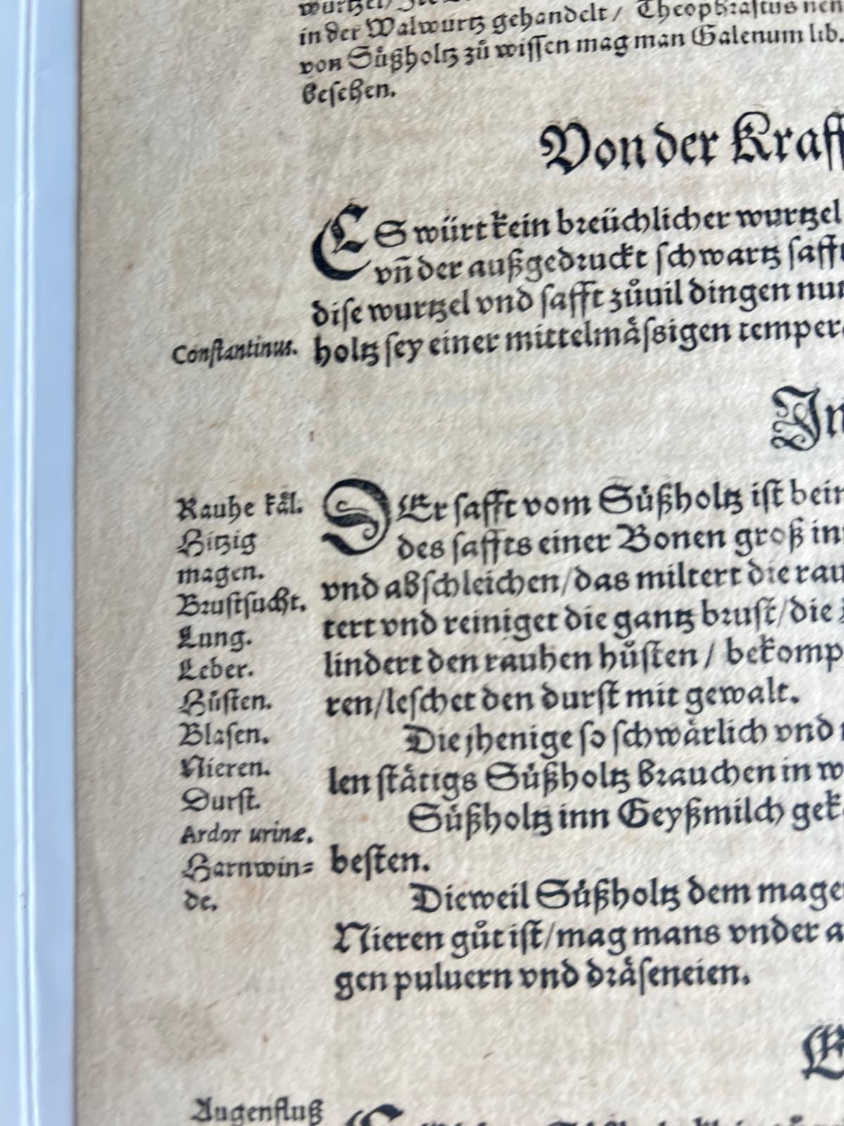 Licorice Herbal Book Page Tabernaemontanus Frankfurt 1588