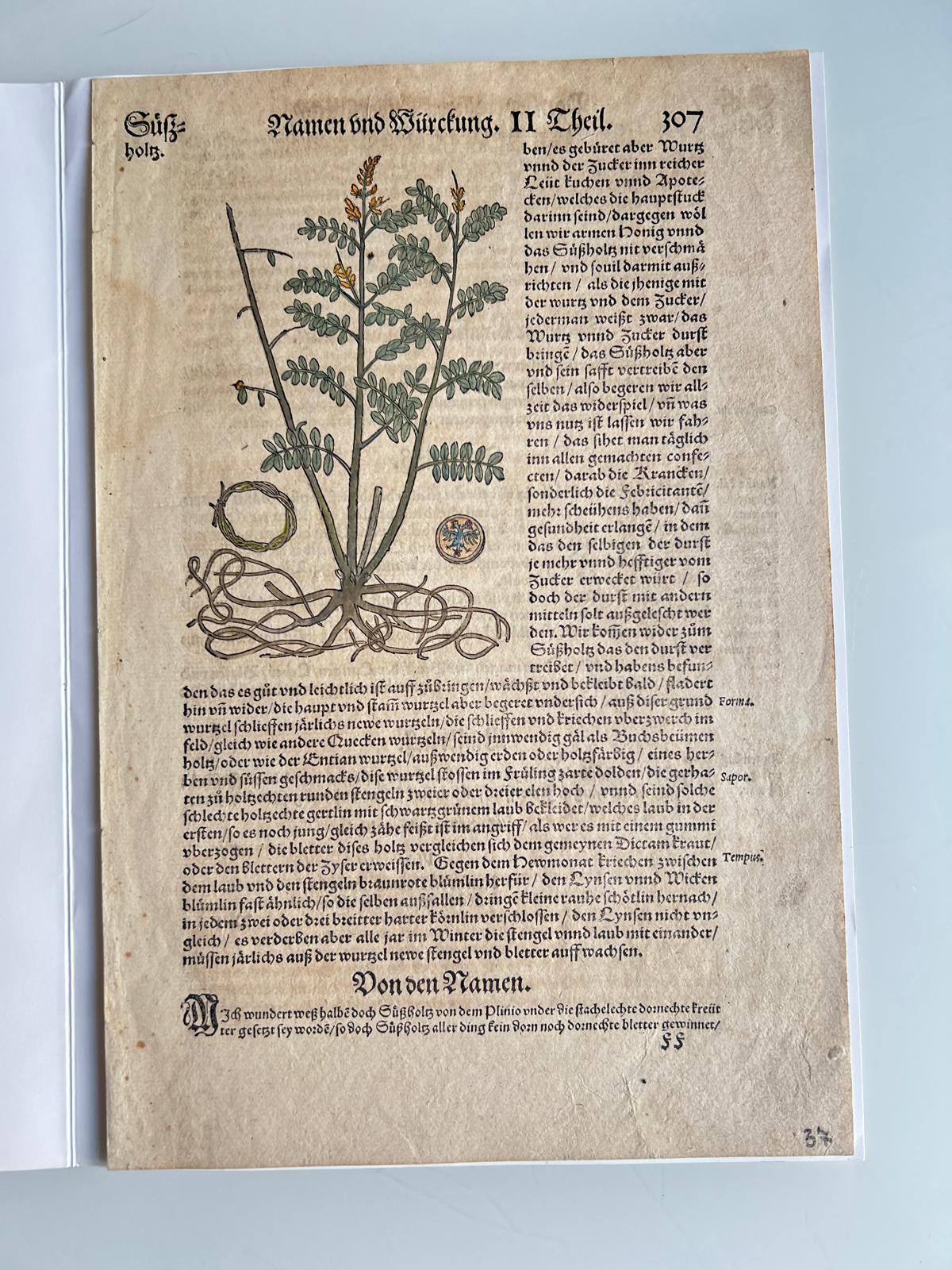 Licorice Herbal Book Page Tabernaemontanus Frankfurt 1588
