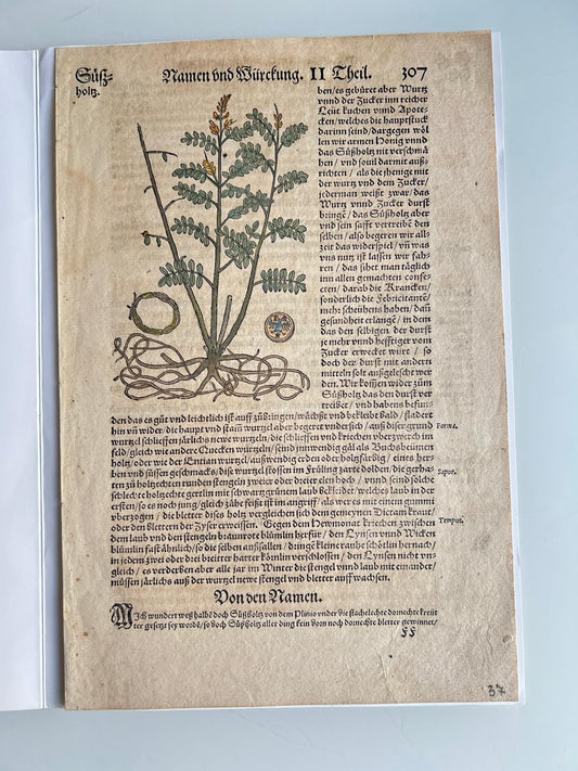 Licorice Herbal Book Page Tabernaemontanus Frankfurt 1588