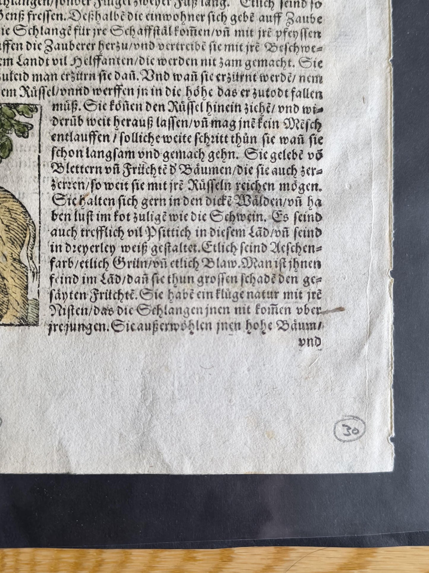 Woodcut Page from Münster’s Cosmographia, Double-Sided, ca. 1580