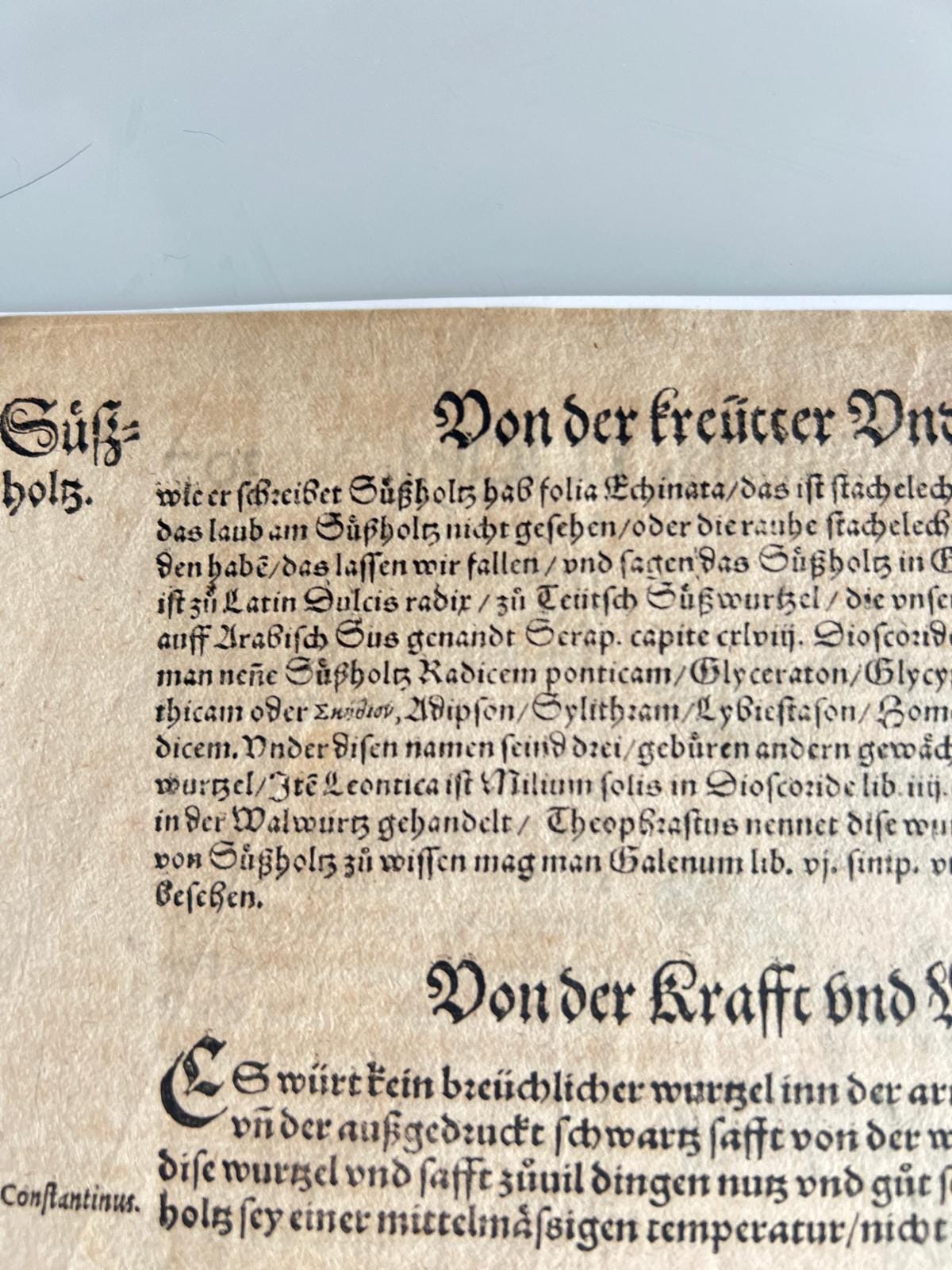 Licorice Herbal Book Page Tabernaemontanus Frankfurt 1588